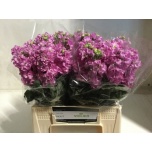 Matthiola Levkoi Impala Pink 45cm