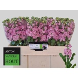 Matthiola Levkoi Impala Pink