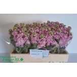 Matthiola Levkoi Impala Pink