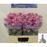 Matthiola Levkoi Impala Pink