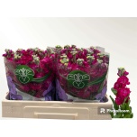 Matthiola Levkoi Impala Red 50-55cm