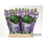 Matthiola Levkoi Impala Marine 65cm