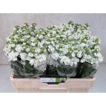 Matthiola Levkoi Impala White 45cm