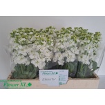 Matthiola Levkoi Impala White