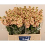 Matthiola Levkoi Impala Apricot