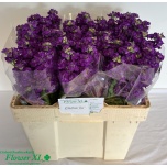 Matthiola Impala Purple
