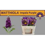 Matthiola Impala Purple