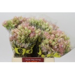 Serruria Bridal Pink 40cm