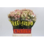 Serruria Bridal Pink 50cm