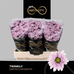 Chrysanthemum Krüsanteem SANTINI Twinkly*25