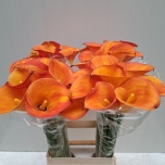 Zantedeschia Kalla Solero Art 70cm