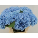 Hydrangea Hortensia Destiny Blue 60cm*5