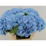 Hydrangea Hortensia Destiny Blue 60cm*5