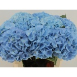 Hydrangea Hortensia Destiny Blue 80cm*5