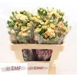 Dianthus Nelk SP Cinnamon*10