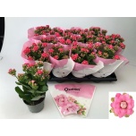 Kalanchoe double adelaide 10,5cm