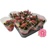 Kalanchoe Kalanhoe double adelaide 6cm