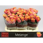 Roos 60cm Melange
