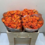Kobarroos 50cm Orange Dimension