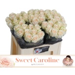 Roos 50cm Sweet Caroline