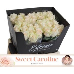 Roos 60cm Sweet Caroline