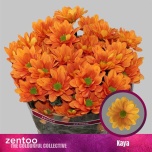 Chrysanthemum Krüsanteem SP Kaya*5