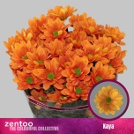 Chrysanthemum Krüsanteem SP Kaya*5