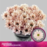 Chrysanthemum Krüsanteem SP Babe Honey*5