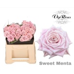 Roos 40cm Sweet Menta