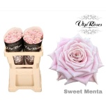 Roos 50cm Sweet Menta
