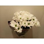 Chrysanthemum Krüsanteem SP Mirana*5