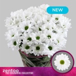 Chrysanthemum Krüsanteem SP Mirana*5