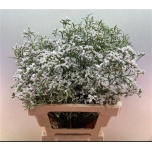 Limonium Parkjuur V White Neto 60cm