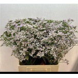 Limonium Parkjuur V White Neto 70-75cm