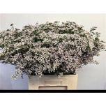 Limonium Parkjuur V White Neto 70cm