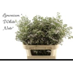 Limonium Parkjuur V White Neto 80cm
