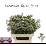 Limonium Parkjuur V White Neto 80cm