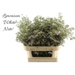 Limonium Parkjuur V White Neto 80cm