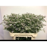 Limonium Parkjuur V White Neto 80cm