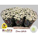 Chrysanthemum Krüsanteem SANTINI Madiba White Sioma*25