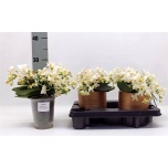 Phalaenopsis Kuuking mult anth nazare 12cm h30