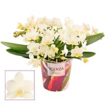 Phalaenopsis Kuuking mult anth nazare 12cm h25 4õv