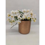 Phalaenopsis Kuuking mult anth nazare 12cm h25 4õv