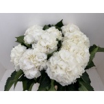 Hydrangea Hortensia Chelsea 60cm*5