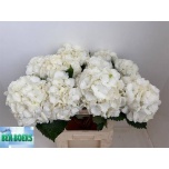 Hydrangea Hortensia Chelsea 80cm*5