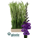 Gladiolus Gladiool Purple Party 120cm