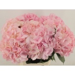 Hydrangea Hortensia My Diana 60cm*5