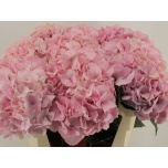 Hydrangea Hortensia My Diana 60cm*5