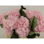 Hydrangea Hortensia Matcha 50cm*5