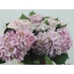 Hydrangea Hortensia Matcha 60cm*5